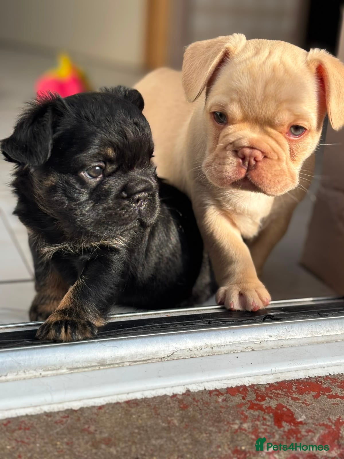 French Bulldog dogs Stunning French Bulldog Puppies - Advert 4