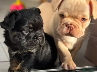 French Bulldog dogs Stunning French Bulldog Puppies - Advert 1