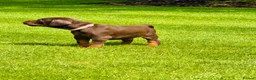 Dobermann dogs for sale: CHESHIRE WORLD CLASS DOBERMAN PUPPY - Advert 11