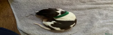 German Shorthaired Pointer 6