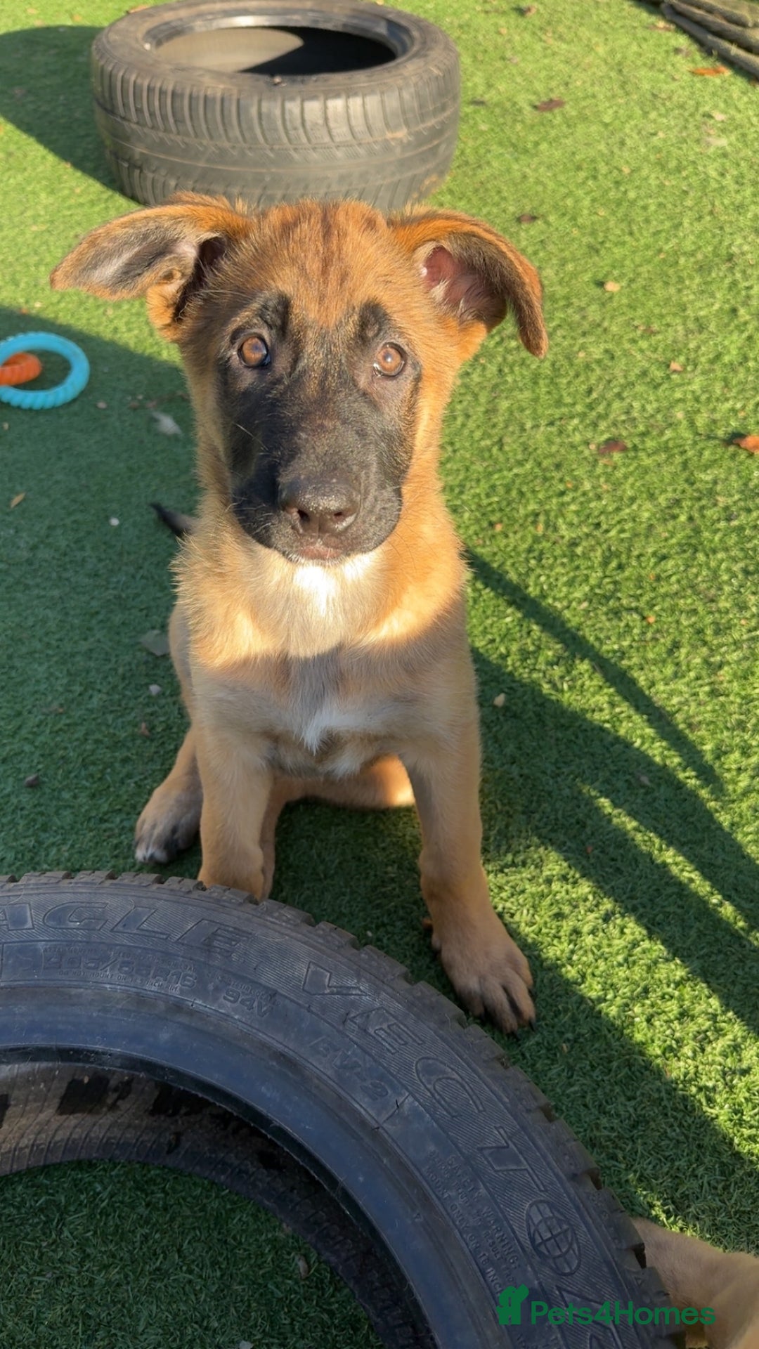 Mixed Breed dogs for sale: Belgian Malinois x German shepherd - Advert 10