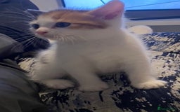 Mixed Breed cats for sale: 4 Beautiful kittens  - Image 2