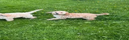 Cockapoo dogs for sale: Red & Apricot Cockapoo Puppies in Airdrie - Advert 24