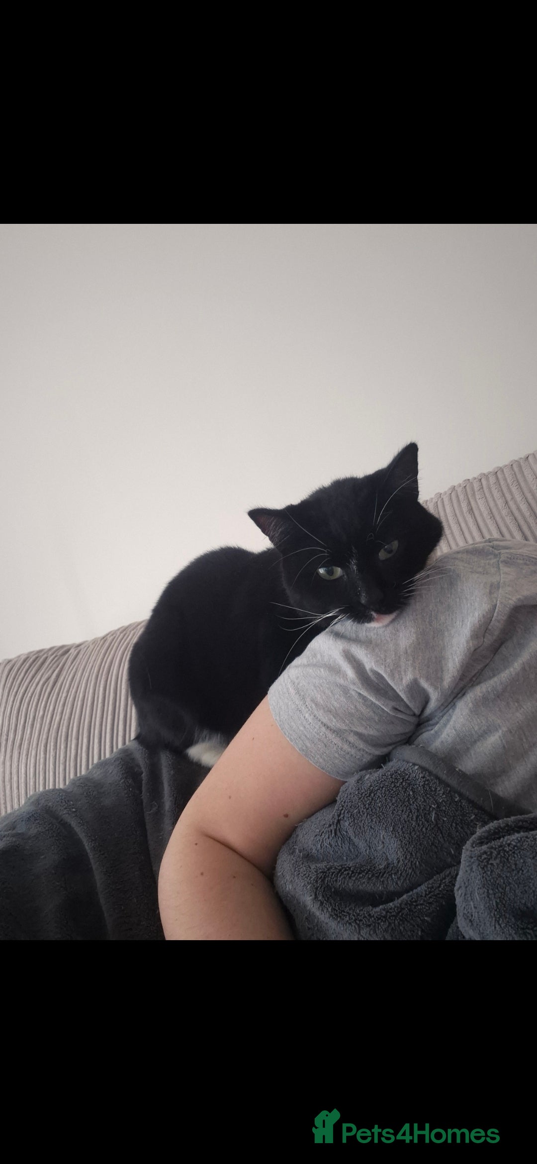 Mixed Breed cats for sale: Beautiful cats need new home! - Image 7