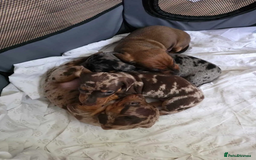 Miniature Dachshund dogs for sale: Beautiful pure bred smooth Mini Dachshund puppies - Advert 1