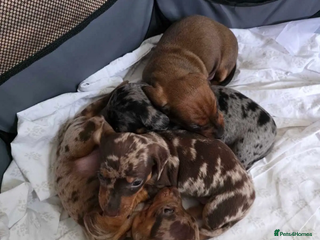 Miniature Dachshund dogs Beautiful pure bred smooth Mini Dachshund puppies - Advert 1