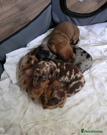 Miniature Dachshund dogs Beautiful pure bred smooth Mini Dachshund puppies - Advert 1