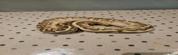 Python Snake reptiles for sale: 4x Royal Pythons for sale - Advert 11
