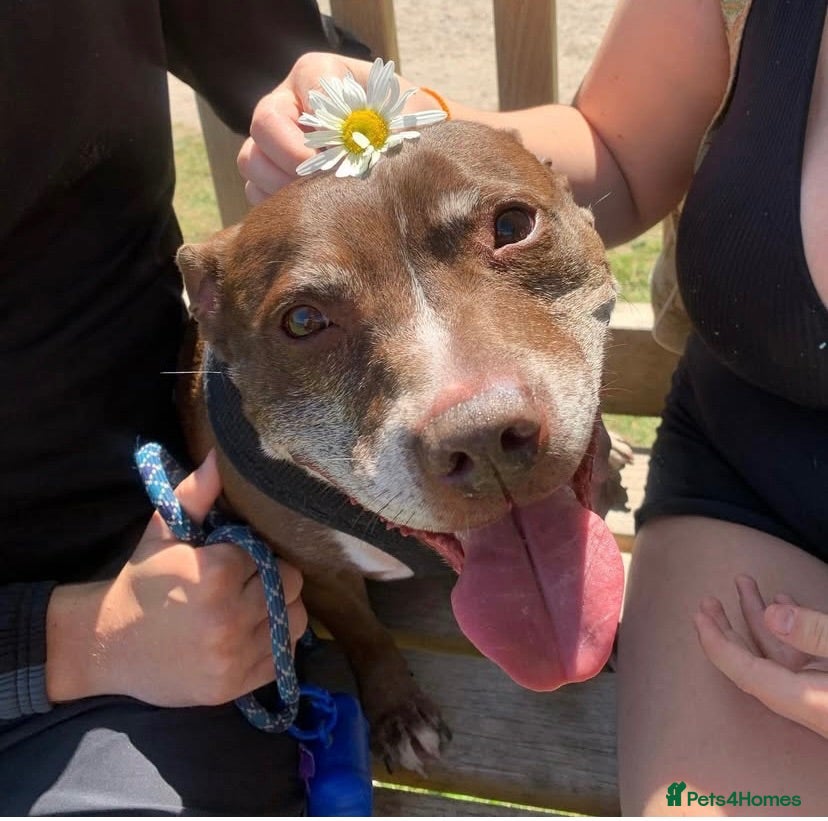 Staffordshire Bull Terrier dogs 9year‑old male Staffordshire Bull Terrier for sale - Advert 1