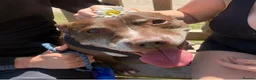 Staffordshire Bull Terrier dogs for sale: 9year‑old male Staffordshire Bull Terrier for sale in Burton-on-Trent - Advert 1