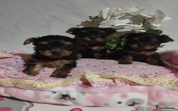 Yorkshire Terrier dogs for sale: 💝💝Beautiful miniature babies 💝💝 - Image 37