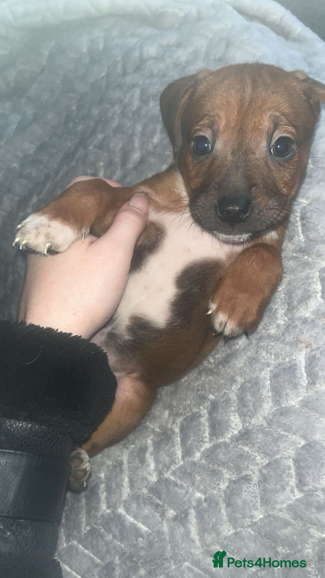 Mixed Breed dogs for sale: Staffy mix puppies for sale  - Advert 3