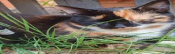 Mixed Breed cats for sale: Born Tuesday 7th July 🤍 - Advert 1