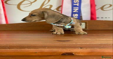 Miniature Dachshund dogs - Advert 1
