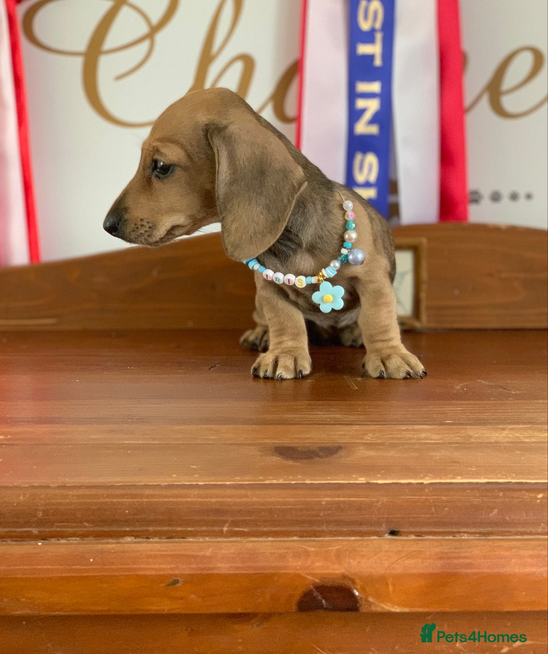 Miniature Dachshund dogs for sale: KC Registered true petite Miniature Dachshunds - Image 3