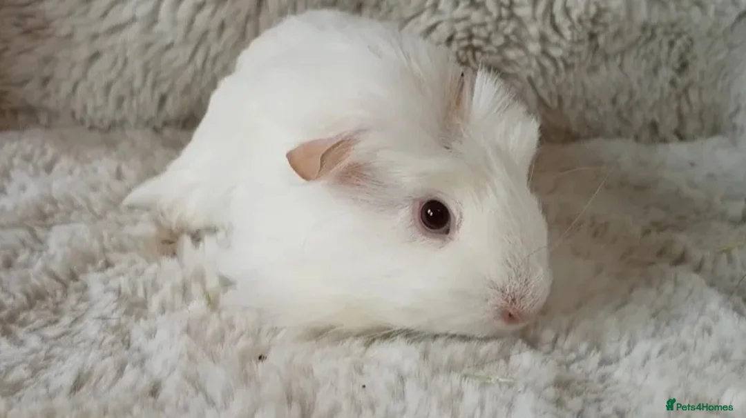 Guinea Pig rodents for sale: 1 boy 6 girls - Advert 13