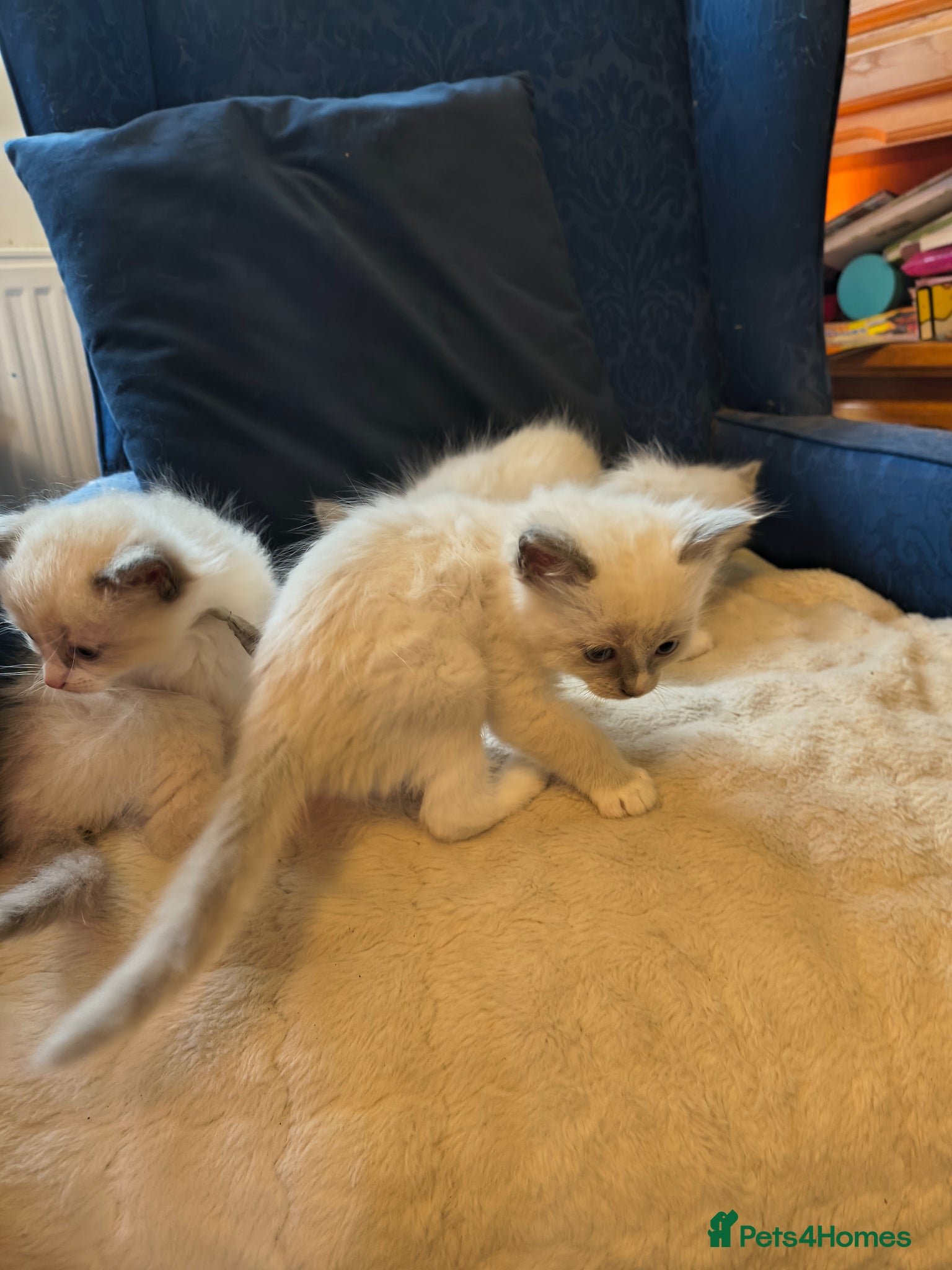 Ragdoll cats for sale: Blue mitted Ragdoll kittens - Advert 4