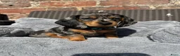Dachshund dogs for sale: LAST 2 DACHSHUNDS LOOKING FOR THEIR FOREVER HOMES - Advert 19