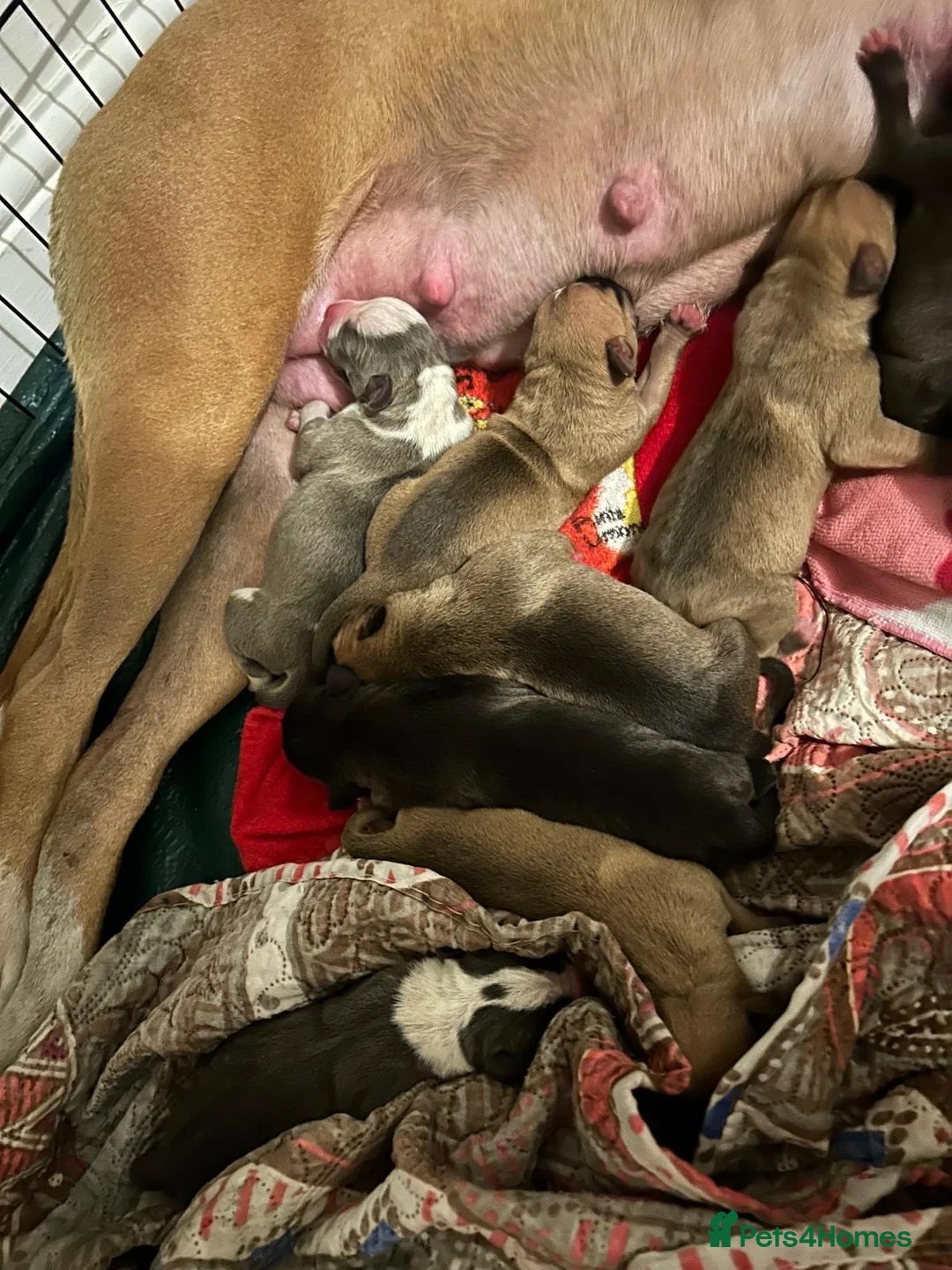 American Bulldog dogs for sale: 🐶 American Bulldog Puppies For Sale 🐶 in London - Advert 14