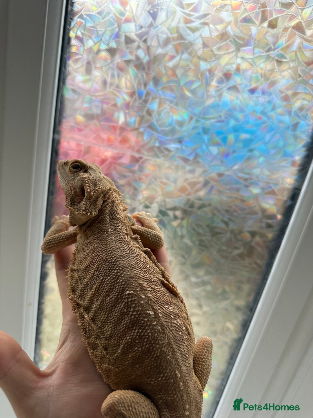 Bearded Dragon reptiles for sale: Hypo trans leatherback female (proven breeder) - Advert 2