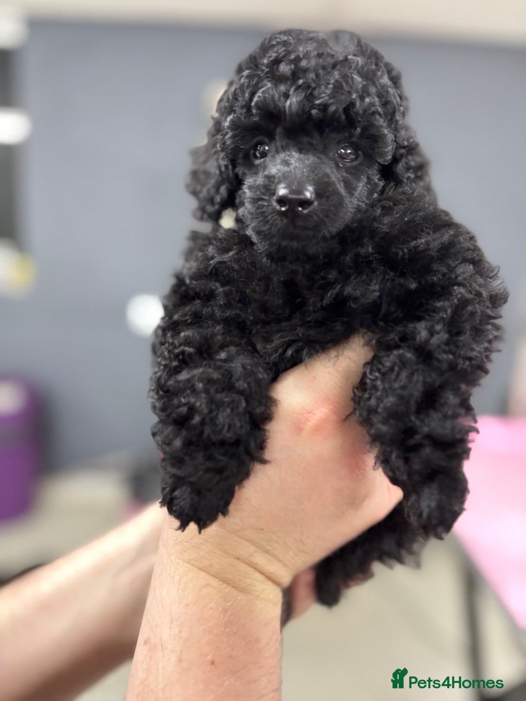 Miniature Poodle dogs for sale: Miniature poodle puppy’s  - Advert 7
