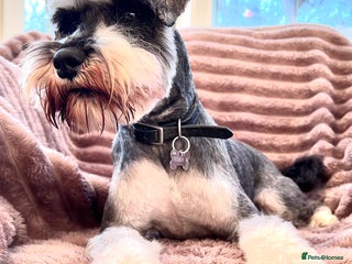 Miniature Schnauzer dogs in Doncaster - Advert 9