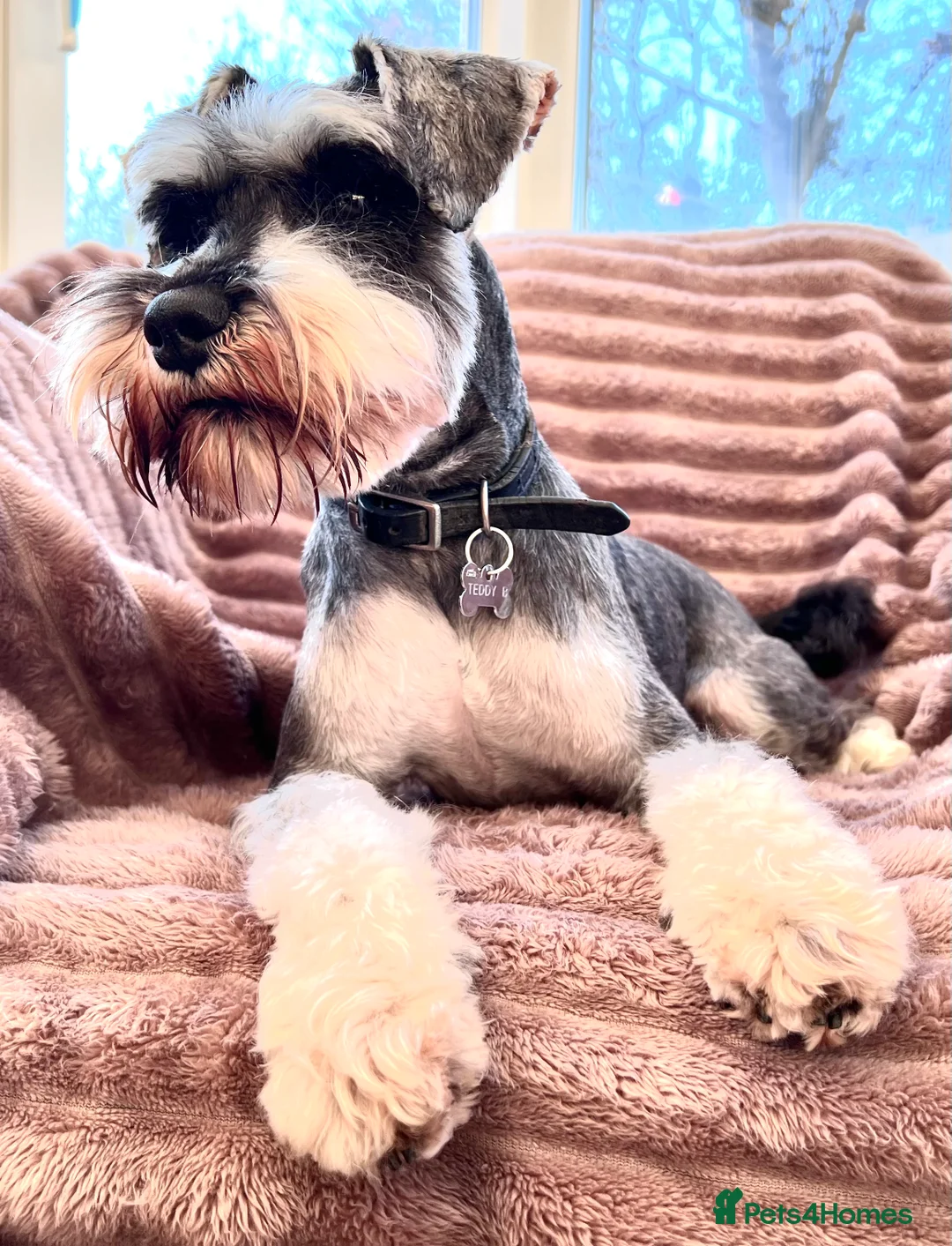 Miniature Schnauzer dogs for stud: 5th gen kc registered miniature schnauzer stud in Doncaster - Advert 1