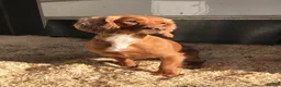 Cockapoo dogs for sale: Beautiful F1 cockapoo puppies  - Advert 6