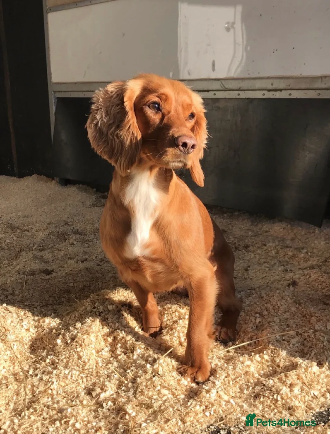 Cockapoo dogs for sale: Beautiful F1 cockapoo puppies  - Advert 6
