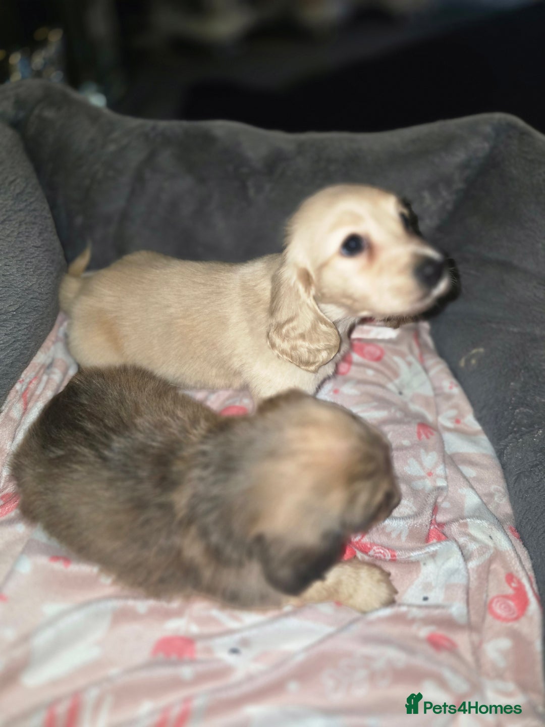 Miniature Dachshund dogs for sale: Cream miniature kc dachshund campion lines  - Advert 10