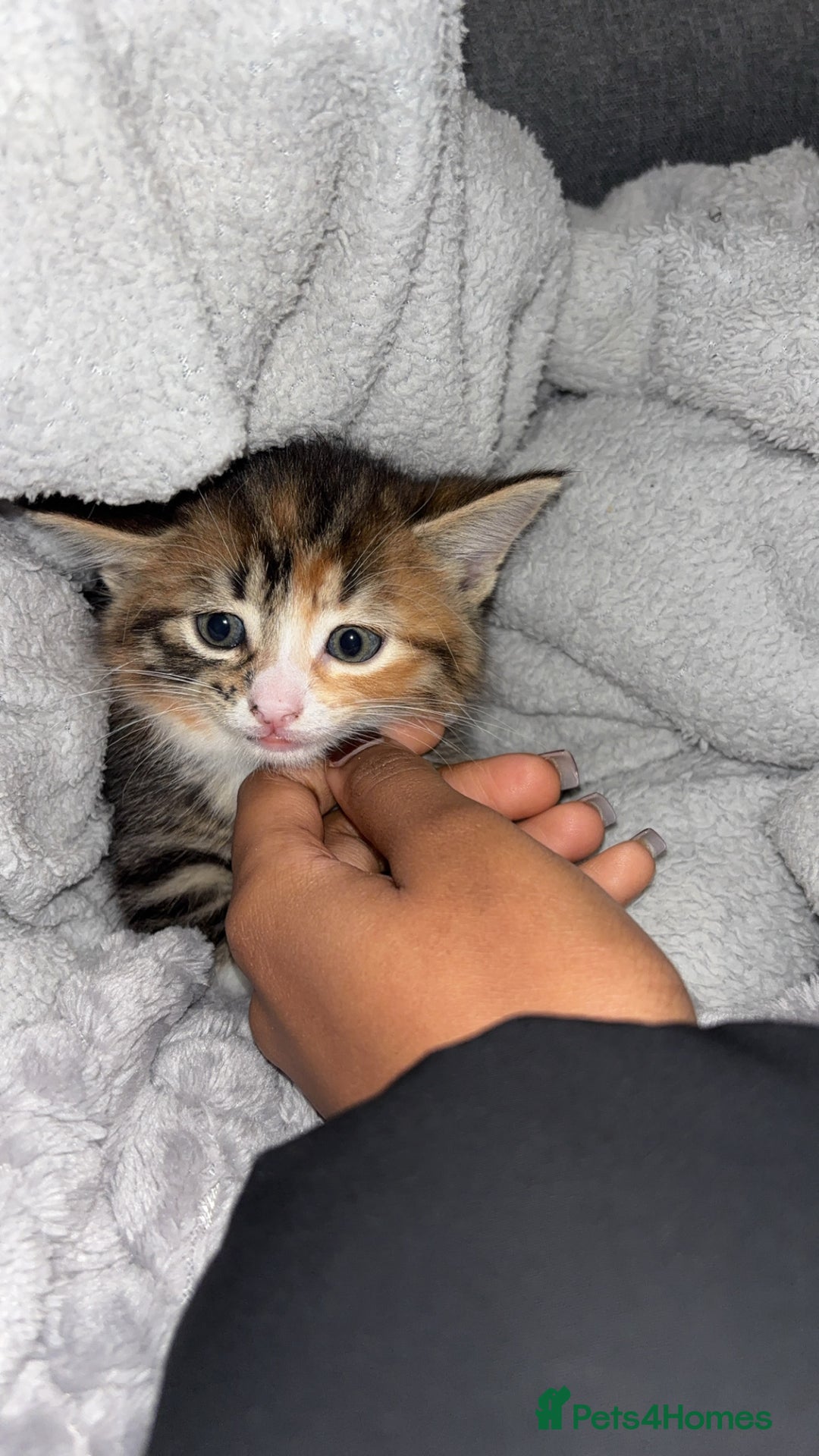 Domestic Shorthair cats for sale: Female kitten for sale  - Advert 2