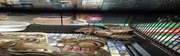 Mixed Breed rodents for sale: Siberian Chipmunk for sale - Advert 2