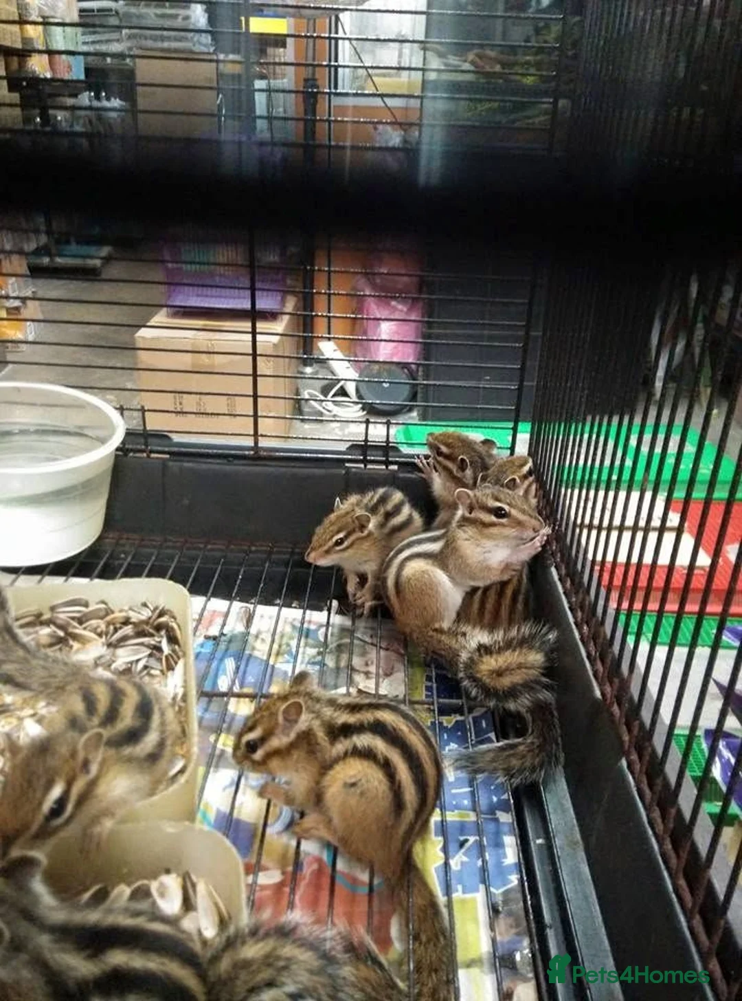 Mixed Breed rodents for sale: Siberian Chipmunk for sale - Advert 2