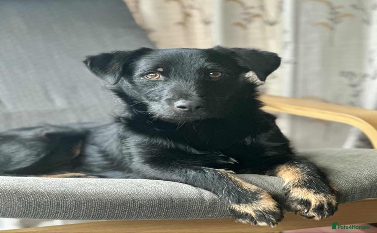 Mixed Breed dogs TUX Small body BIG personality - Advert 14