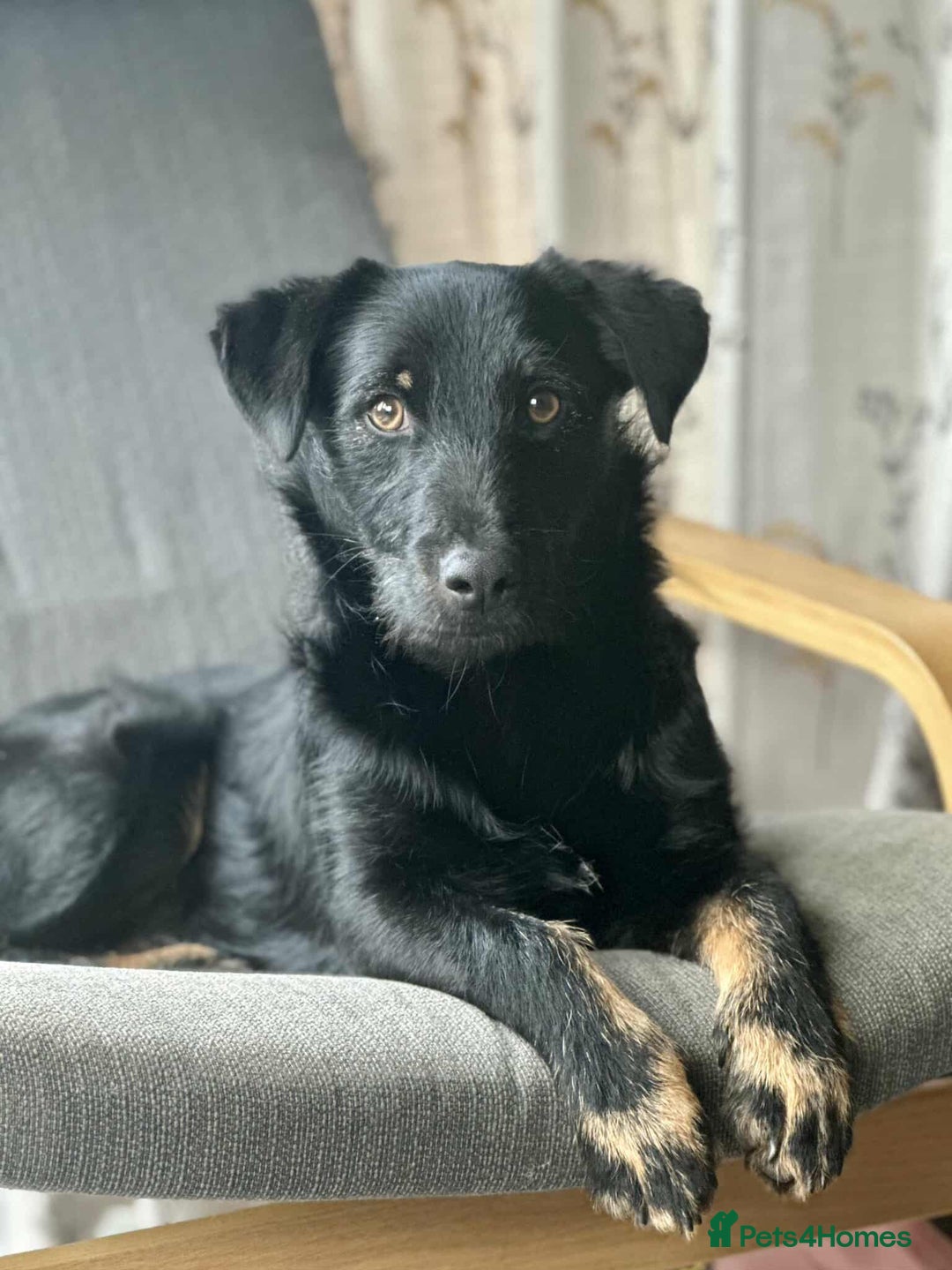 Mixed Breed dogs for adoption: TUX Small body BIG personality - Image 13