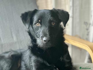 Mixed Breed dogs TUX Small body BIG personality - RESERVED - Advert 17