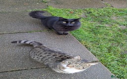 Mixed Breed cats for sale: Loving Home Wanted for Two Bonded Cats - Image 1