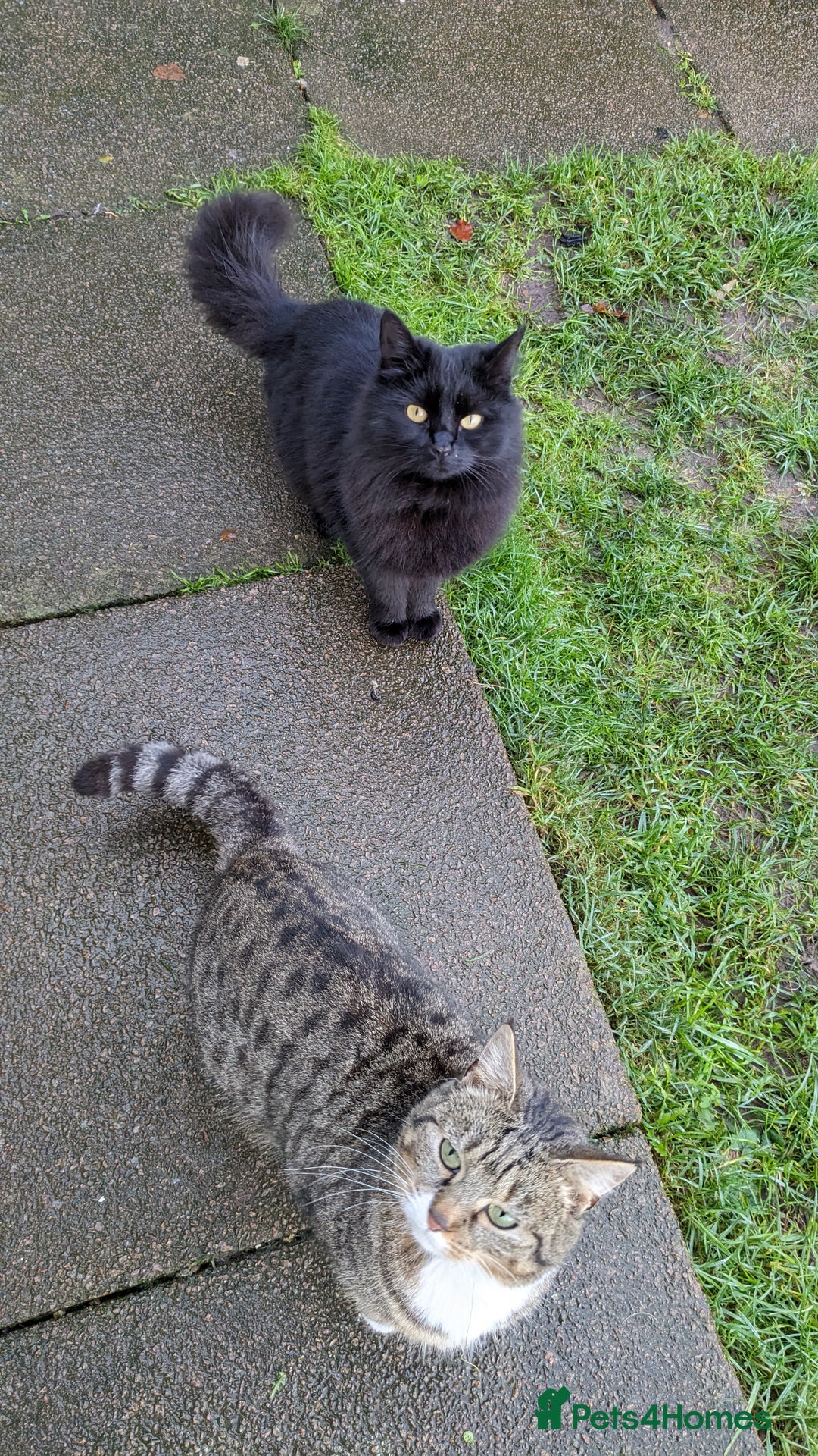 Mixed Breed cats for sale: Loving Home Wanted for Two Bonded Cats - Image 1