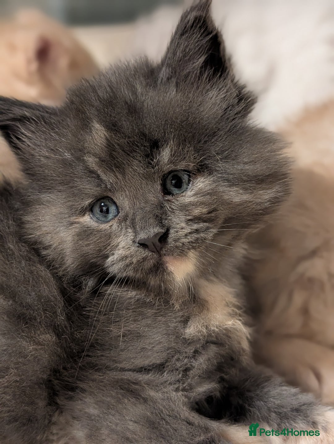 Maine Coon cats for sale: Beautiful Tica Registered Maine Coon Kittens  - Advert 38