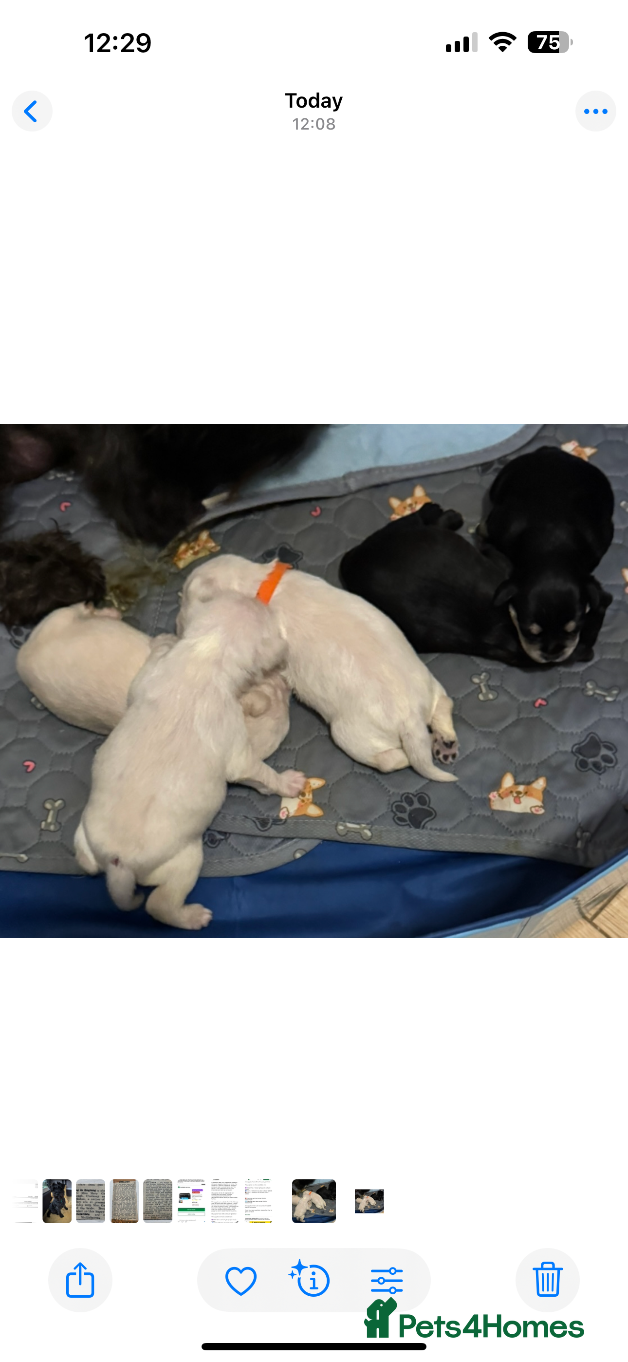 Miniature Schnauzer dogs KC registered Miniature Schnauzer Puppies - Advert 1