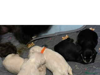 Miniature Schnauzer dogs KC registered Miniature Schnauzer Puppies - Advert 1