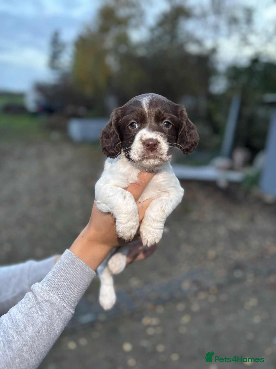 Cocker Spaniel dogs for sale: working cocker spaniel puppies ready to go now - Advert 6