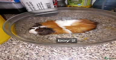 Guinea Pig rodents - Advert 10