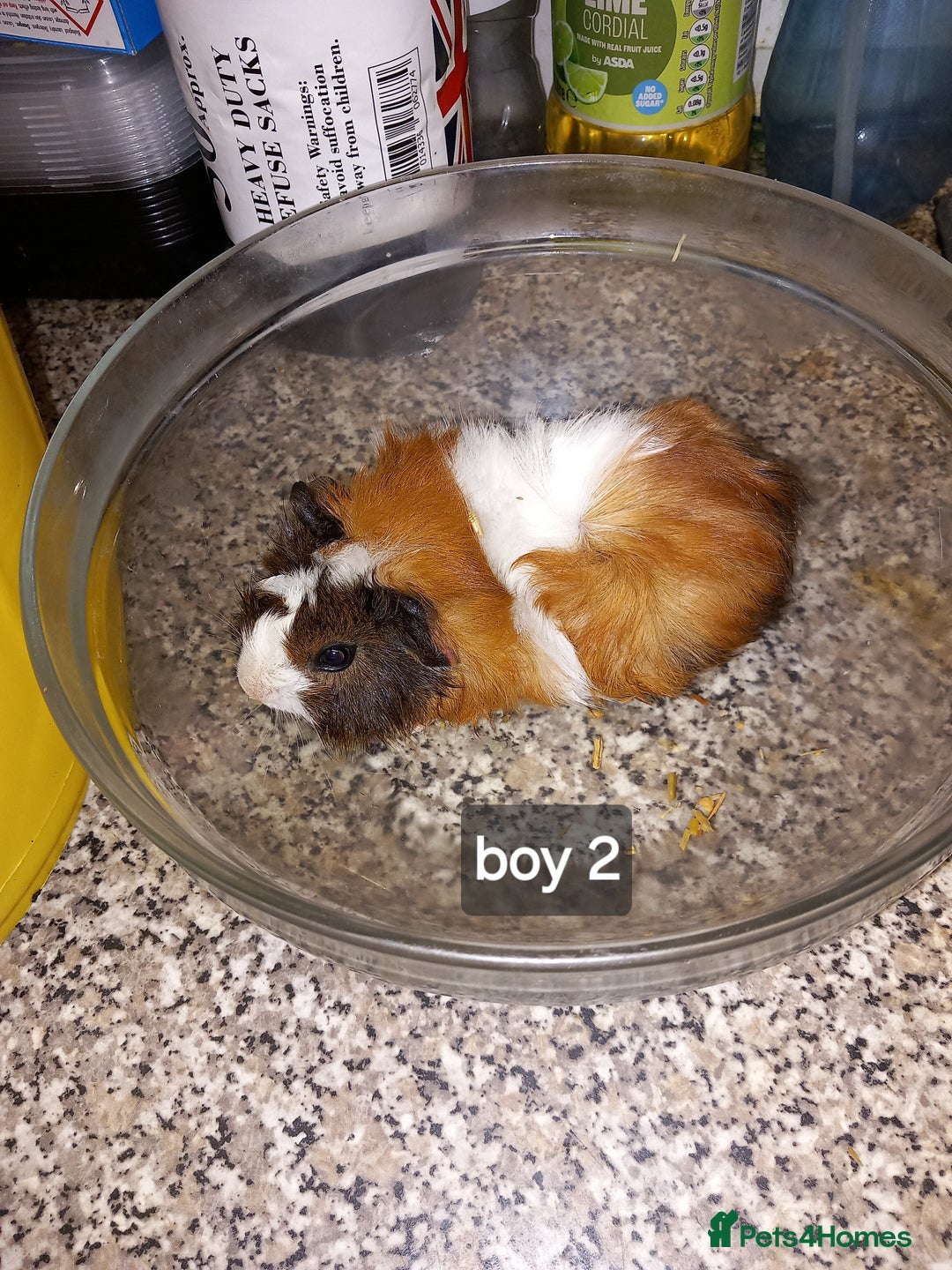 Guinea Pig rodents for sale: Baby boy guinea pigs ready now - Image 1