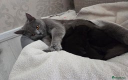 British Shorthair cats for sale: Half british shorthair kittens for sale - Image 3