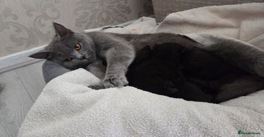 British Shorthair cats - Advert 1