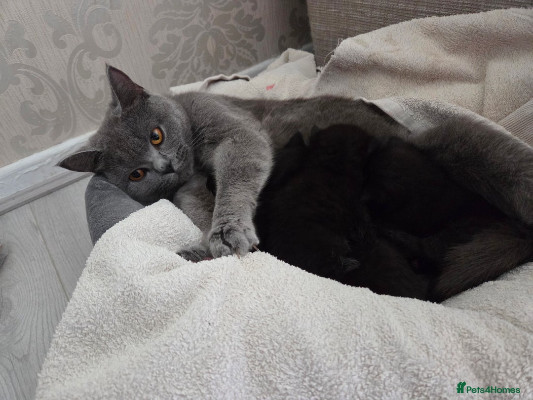 British Shorthair cats for sale: Half british shorthair kittens for sale - Image 3