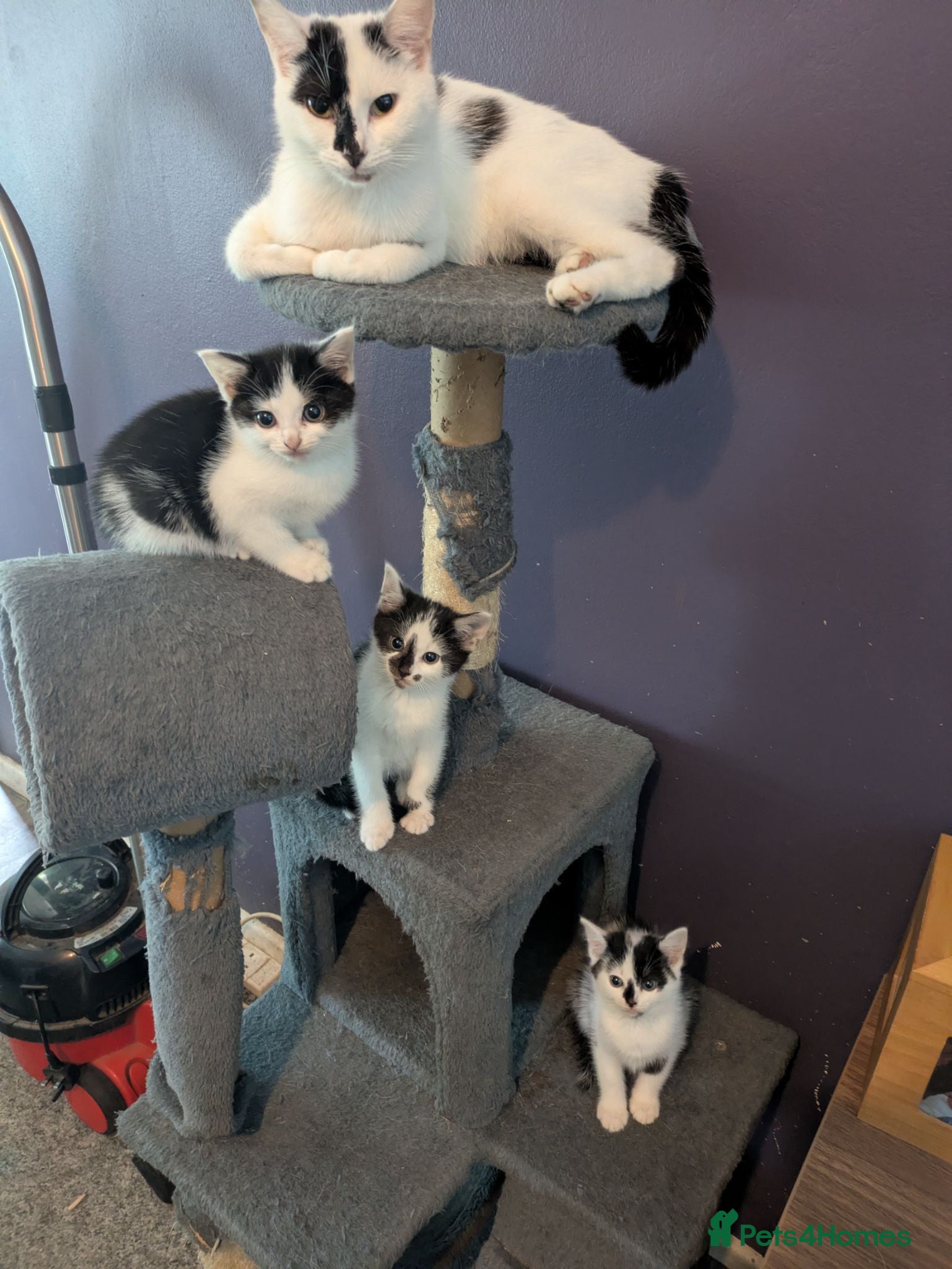 Mixed Breed cats Beautiful female kitten, ready now - Advert 1