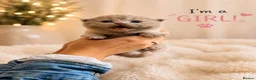 British Shorthair cats for sale: 🤎 Exceptional British Shorthair Kitten 🎃 - Advert 5