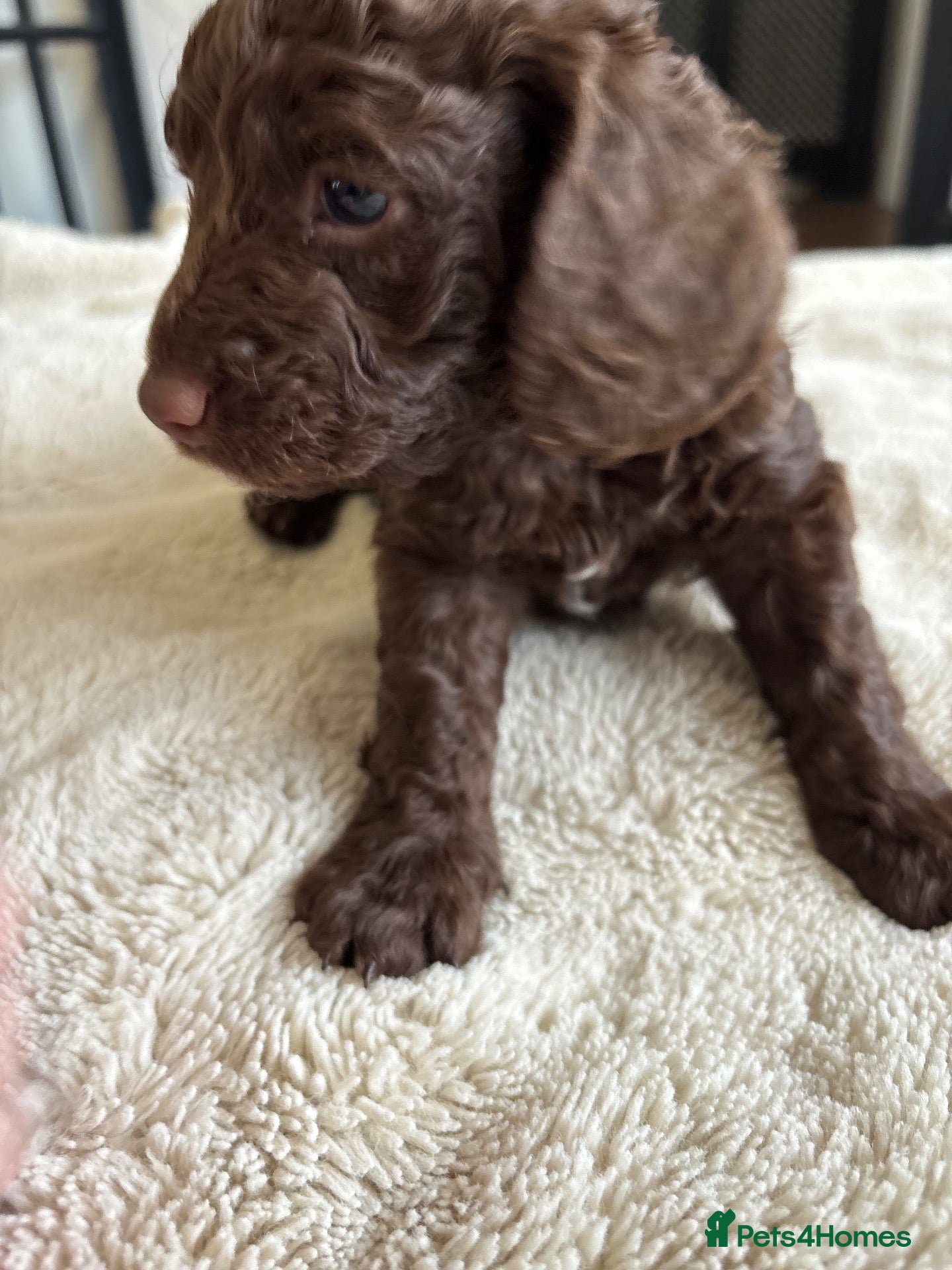 Cockapoo dogs Beautiful Cockapoos - Family Raised.  - Advert 2